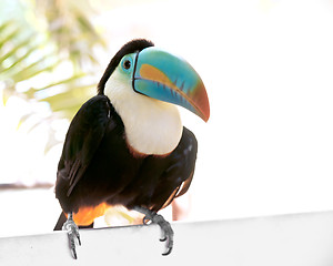 Image showing Toucan portrait