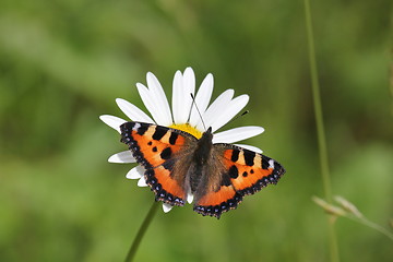 Image showing Nymphalis urticae