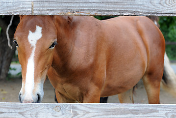 Image showing Chestnut Horse Behind The Fence