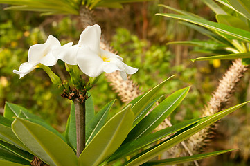 Image showing Flower in Jungle