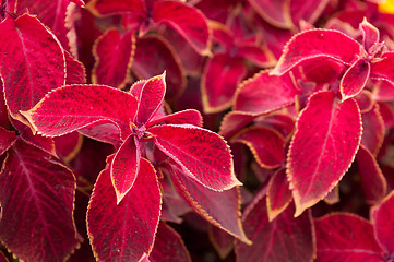 Image showing Coleus Red Velvet Plant