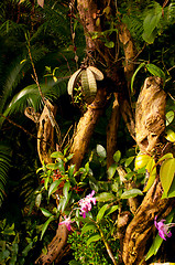 Image showing Flowers in Jungle