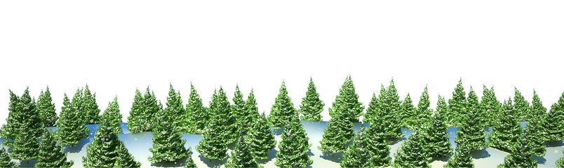 Image showing Firtree forest landscape isolated