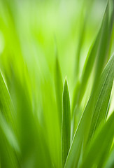 Image showing Spring: green grass. Useful as environmental pattern