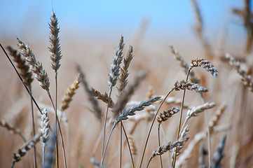 Image showing Close up on wheat on the field