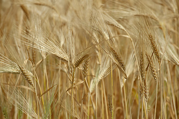 Image showing A wheat field 