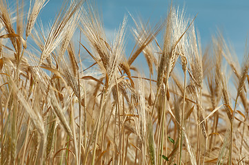 Image showing close up of a wheet against blue sky