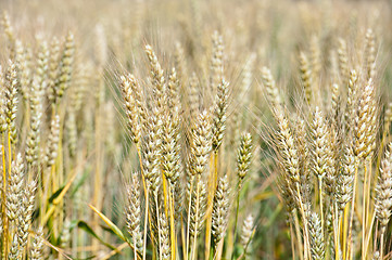 Image showing Natural gold wheat field