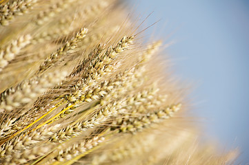 Image showing close up on the wheat field ready to harvest