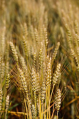 Image showing Field of wheat close up