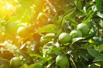 Image showing Detail of green oranges in orchard