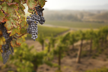 Image showing Beautiful Lush Grape Vineyard in The Morning Sun and Mist