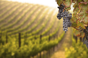 Image showing Beautiful Lush Grape Vineyard