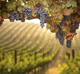 Image showing Beautiful Lush Grape Vineyard