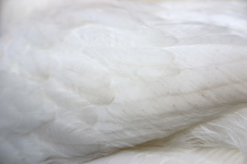 Image showing Chicken Feathers