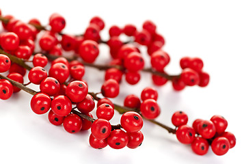 Image showing Red Christmas berries