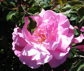 Image showing Camellia glory