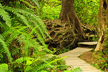 Image showing Path in temperate rainforest