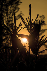 Image showing Sunset Through The Corn