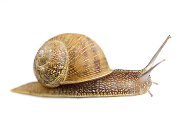 Image showing Crawling snail