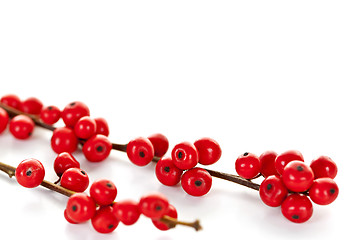 Image showing Red Christmas berries