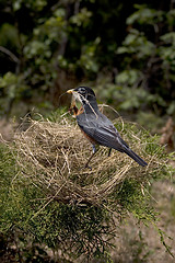 Image showing Building a Nest