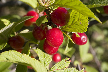 Image showing Pin Cherries