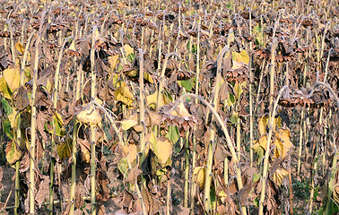 Image showing Closeup Dried Sunflowers