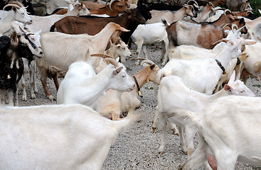 Image showing Herd of Dairy Goats