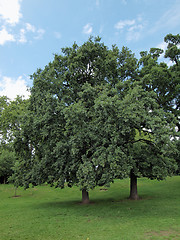 Image showing Kensington gardens, London