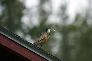 Image showing Nesting Robbin