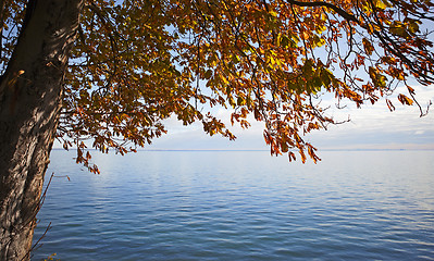 Image showing autumn tree 