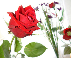 Image showing rose of love