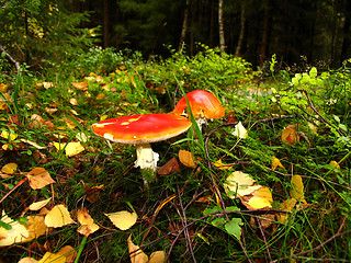 Image showing Autumn flowers