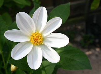 Image showing white dahlia