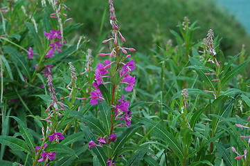 Image showing flowers