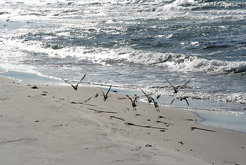 Image showing Birds on beach