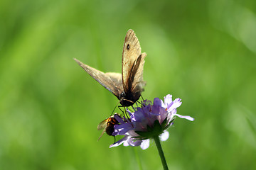 Image showing Butterfly bee