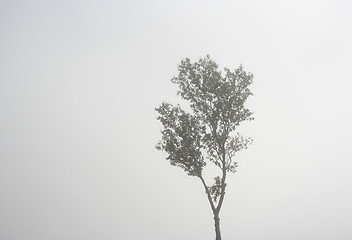 Image showing Foggy landscape