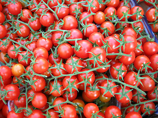 Image showing Red tomatoes