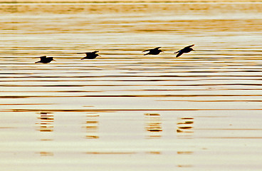 Image showing Sunset birds