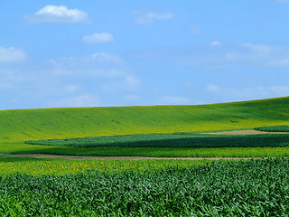 Image showing Green field