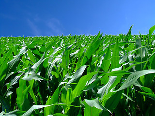Image showing In the middle corn