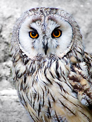 Image showing Owl