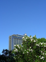 Image showing skyscraper in bloom