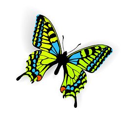 Image showing Butterfly Vector Illustration