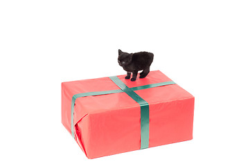 Image showing Christmas present and kitten