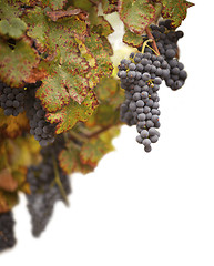 Image showing Beautiful Lush Grape Vineyard on White