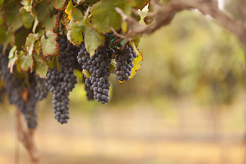 Image showing Beautiful Lush Grape Vineyard in The Morning Sun and Mist