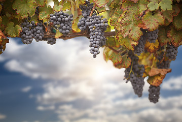 Image showing Beautiful Lush Grape Vineyard